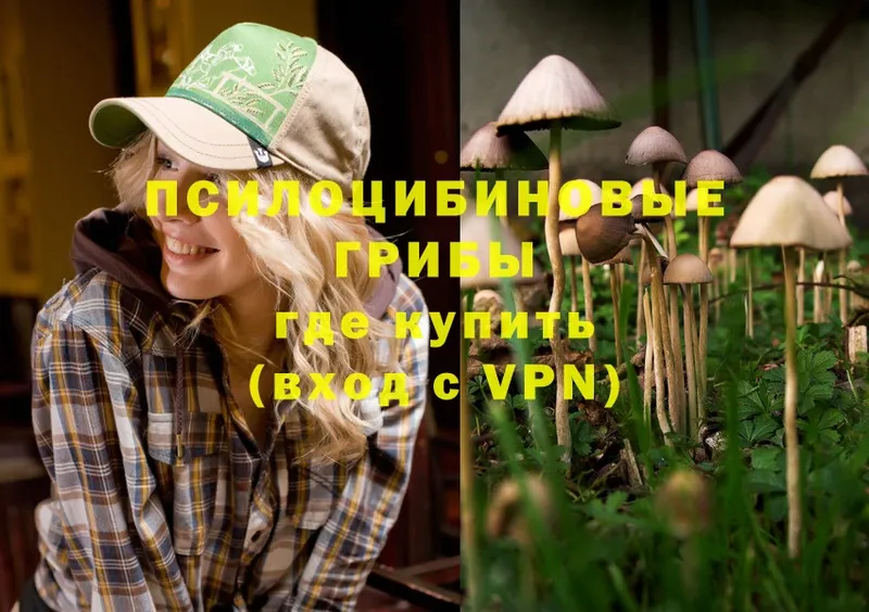 как найти   Питкяранта  Галлюциногенные грибы MAGIC MUSHROOMS 